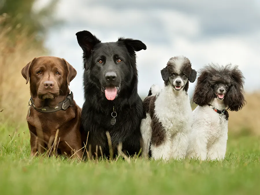 welke hond past bij mij